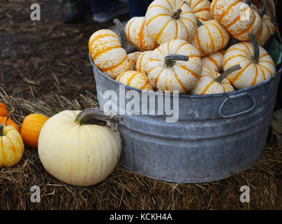 Verzinktem Eimer mit mini Kürbisse auf Strohballen Stockfoto