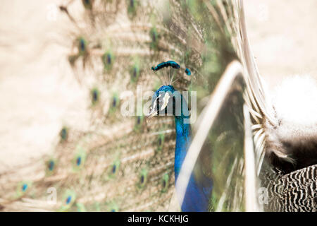 Leiter ein Pfau, Seitenansicht durch Schwanz suchen Stockfoto