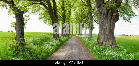 Berühmte linden Gasse in der Nähe der Stadt Marktoberdorf in Bayern, Deutschland Stockfoto