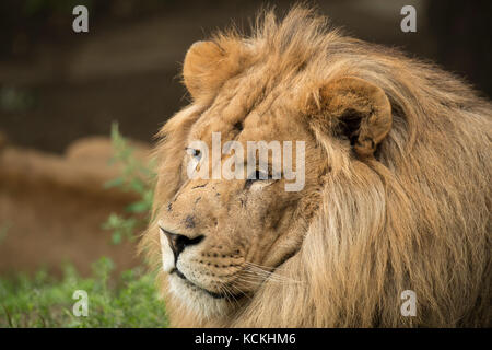 Headshot ein Löwe. Stockfoto