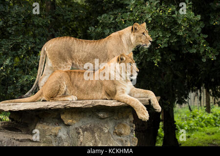 Zwei Löwinnen, stehend, liegend Stockfoto