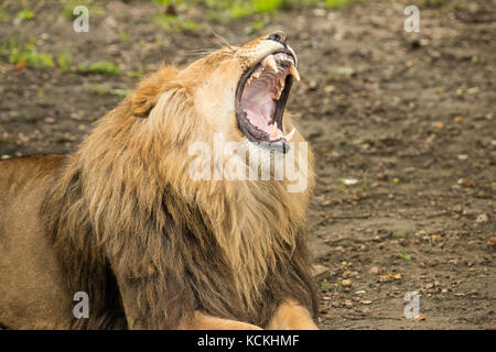 Löwen gähnen, Mund weit geöffnet Stockfoto