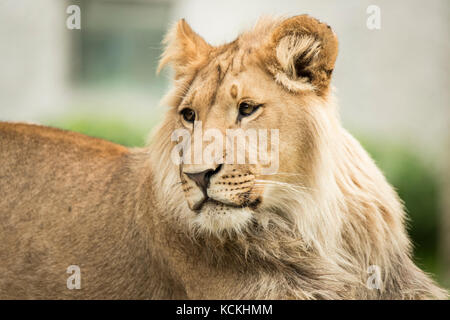 Porträt eines jungen Löwen Stockfoto