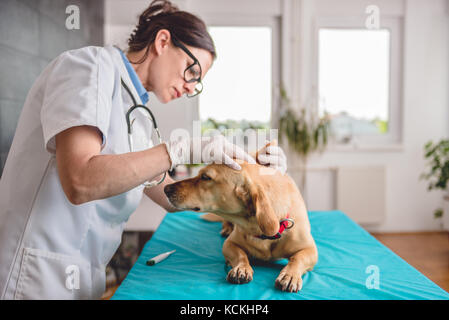 Junge weibliche Tierarzt bis Kontrolle der Hund an den Tierarzt Klinik Stockfoto