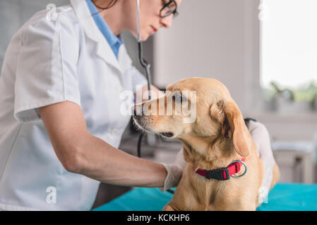 Junge weibliche Tierarzt bis Kontrolle der Hund an den Tierarzt Klinik Stockfoto