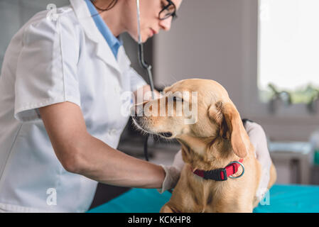 Junge weibliche Tierarzt bis Kontrolle der Hund an den Tierarzt Klinik Stockfoto