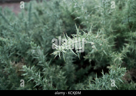 Gemeinsame Ginster Bush mit Spinnen Web im tautropfen im späten Herbst abgedeckt wie die Sonne über dem Sumpf an dunwich auf der Suffolk Heritage Coast Stockfoto