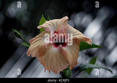 Die close-up Yellow Hibiscus Stockfoto