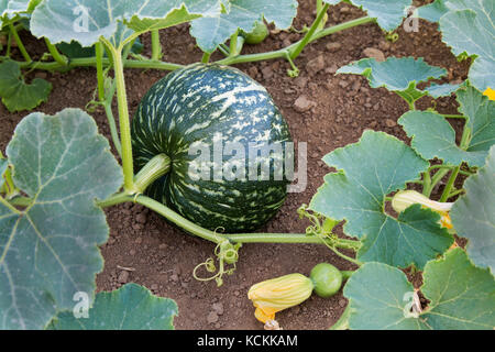 Reifen Kabocha Squash auf Weinstock: Cucurbita Maxima oder moschata', auch als japanischer Kürbis bekannt, San Joaquin County, Kalifornien, USA. Stockfoto