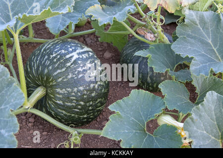 Reifen Kabocha Squash auf Weinstock: Cucurbita Maxima oder moschata', auch als japanischer Kürbis bekannt, San Joaquin County, Kalifornien, USA. Stockfoto