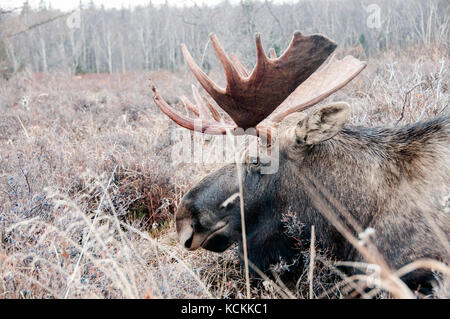 Close up Portrait von Elch (alces alces) Kopf in Kamtschatka Stockfoto