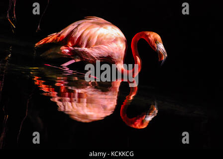 Rosa flamingo im Wasser wider. Dunkler Hintergrund Stockfoto