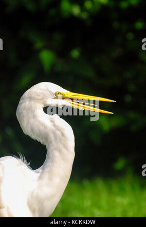 Portrait der Silberreiher (Ardea alba), auch als die gemeinsame Reiher bekannt, große Reiher Stockfoto