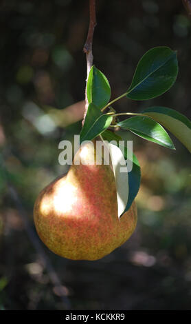 Birne hängen von einem Baum im Obstgarten Stockfoto