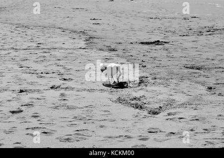 Möwe frisst Tote Krebse am Strand in Schwarz und Weiß Stockfoto