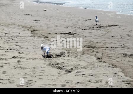 Möwe frisst tote Krebse am Strand Stockfoto