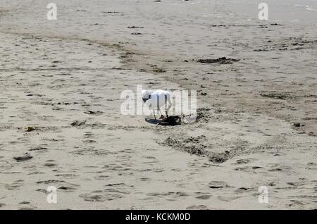 Möwe frisst tote Krebse am Strand Stockfoto