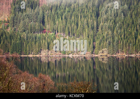 Niedrige Cloud auf dem mit Pinien gesäumten Ufer des Loch Lochy im Great Glen, nördlich von Fort William, Lochaber, Highland, Schottland Stockfoto