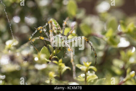 Helle grüne Pflanze Spider auf silversheen Zweige und Blätter gehockt Stockfoto