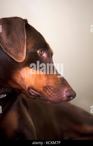 Porträt eines Dobermann Verlegung auf Schritt nach unten schauen. Stockfoto