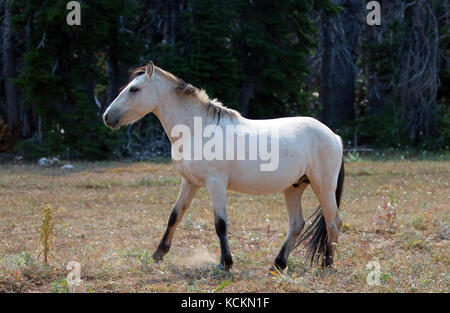 Pale Buckskin Wildpferdehengst in der Pryor Mountains Wildpferdekette in Montana, USA Stockfoto