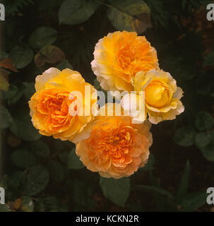 Rose ‘Molineaux’, (Rosa cv.), David Austin, Englische Strauchrose. Australien Stockfoto