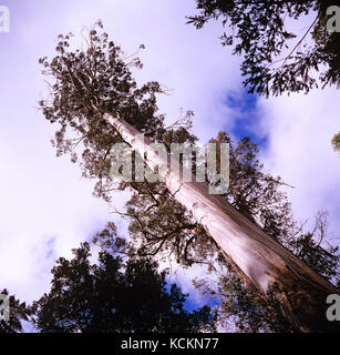 Tasmanischer Sumpfgummi oder Bergasche (Eucalyptus regnans). Mit einer Höhe von 87m ist dies einer der höchsten überlebenden Bäume in der südlichen HeWelt. Styx Va Stockfoto