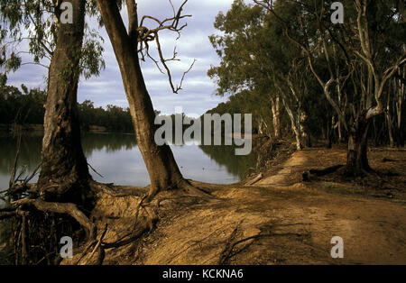River Red Gums (Eucalyptus camaldulensis), entlang des Murray River in der Nähe von Nangiloc, im Nordwesten von Victoria, Australien Stockfoto