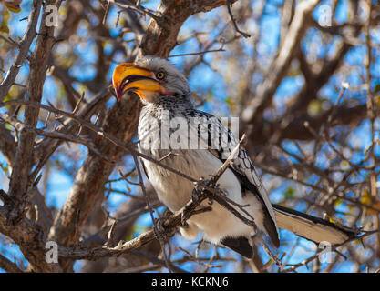 Hornbill im Central Kalahari Game Reserve, Botswana Stockfoto