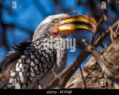 Hornbill im Central Kalahari Game Reserve, Botswana Stockfoto