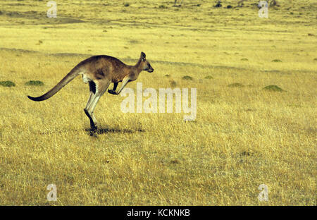 Förster-Känguru (Macropus giganteus tasmaniensis), laufend. Maria Island, Ostküste Tasmaniens, Australien Stockfoto