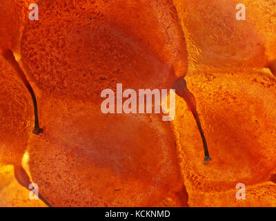 Low-power Schliffbild einer Himbeere, dargestellt ist ca. 8,5 mm Breite Stockfoto