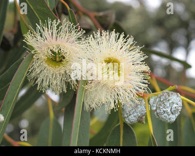 Tasmanischer blauer Kaugummi (Eucalyptus globulus), blühend. Der Baum wächst auf etwa 55 m, die niedrigsten Äste weit über dem Boden. Stockfoto