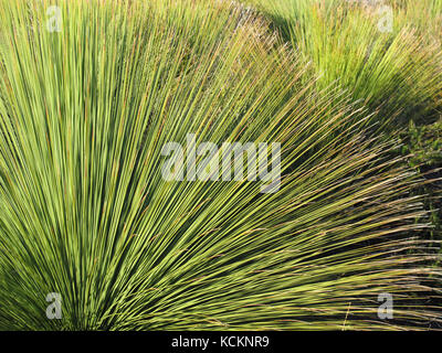 Australischer Grasbaum (Xanthorrhoea australis), Blätter. Narawntapu National Park, nordöstlicher Tasmanien, Australien Stockfoto