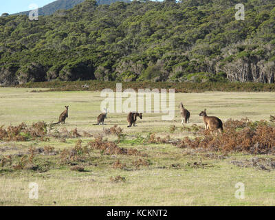 Förster-Kängurus (Macropus giganteus tasmaniensis), Gruppe von fünf. Narawntapu National Park, im Nordosten Tasmaniens, Australien Stockfoto