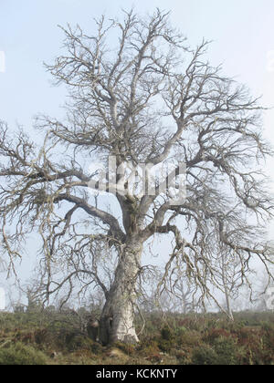 Tod einer Art: Tasmanischer Apfelwein (Eucalyptus gunnii divaricata), ein Baum, der aufgrund seiner Untauglichkeit für das heutige trockenere, wärmere Klima gestorben ist. Stockfoto