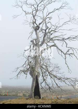 Tod einer Art: Tasmanischer Apfelwein (Eucalyptus gunnii divaricata), ein Baum, der aufgrund seiner Untauglichkeit für das heutige trockenere, wärmere Klima gestorben ist. Stockfoto