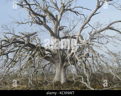 Tod einer Art: Tasmanischer Apfelwein (Eucalyptus gunnii divaricata), ein Baum, der aufgrund seiner Untauglichkeit für das heutige trockenere, wärmere Klima gestorben ist. Stockfoto