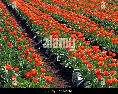 Rote Tulpen (Tulipa sp.) für die Schnittblumen- und Blumenzwiebelindustrie. Table Cape, in der Nähe von Wynyard, Tasmanien, Australien Stockfoto