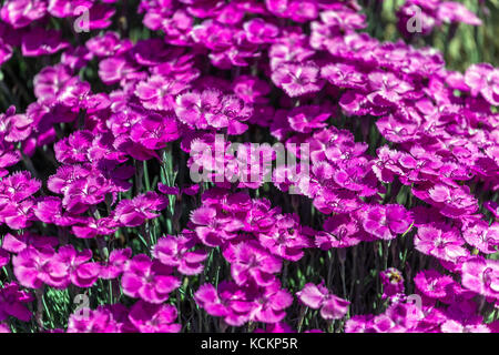 Dunkelrosa Cheddar Dianthus „Whatfield Magenta“ Violett-Purpur-Blumen Bodendecke wachsende Blüten blühende Alpenpflanze Rockery Garden Dry Place Stockfoto