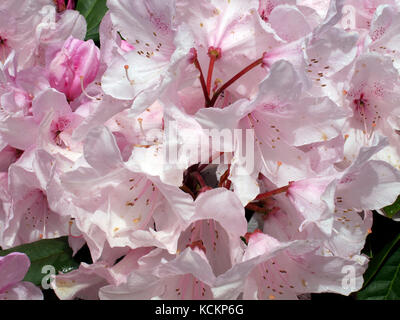 Rhododendron (Rhododendron sp.) auffällige, hellrosa Blüten. Emu Valley Rhododendron Gardens, in der Nähe von Burnie, Tasmanien, Australien Stockfoto