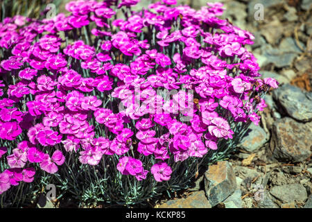 Dianthus „Whatfield Magenta“ Purple Rockery Gartenblumen blühend tiefrosa Blüten Alpinpflanzenanbau Trockenbodenbedeckung Platz Dianthus Tuft Blüten Stockfoto