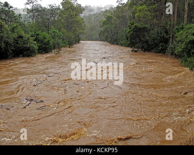 Hochwasser des Flusses, mit Wasser bis zu 4 m über dem normalen Niveau. Wilmot River, Tasmanien, Australien Stockfoto