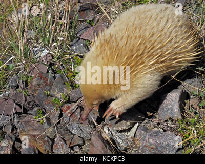 Kurzschnabelechidna (Tachyglossus aculeatus setosus), tasmanische Unterart, Albino. Cradle Mountain-Lake St Clair National Park, Tasmanien, Australien Stockfoto