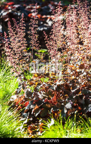 Blühende Heuchera 'Emerald Veil' Heuchera americana blühende Heuchera Blumen wachsender Rand Garten Border Blumenbeet Kanten Bett June Heucheras Bloom Stockfoto