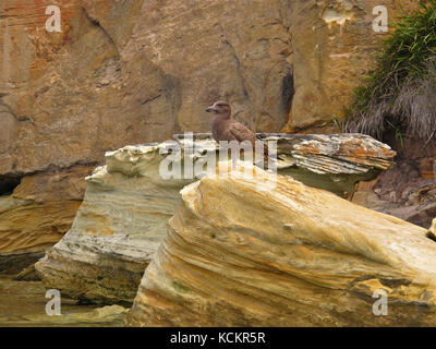 Pazifische Möwe (Larus pacificus), unreifer Vogel auf Sandsteinfelsen. Green Head, Norfolk Bay, Tasmanische Halbinsel, Tasmanien, Australien Stockfoto