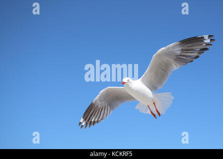 fliegende Möwe Stockfoto