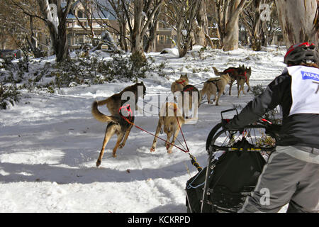 Schlittenhunderennen mit einem einzigen Schlitten, der von einem Team von Husky-Hunden auf einem verschneiten Trail gezogen wird. Dinner Plain, Victorian Alps, Victoria, Australien Stockfoto