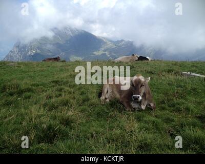 Malcesine, Italien - 18 August: Eine Kuh liegt in der wunderschönen Umgebung des Berges Monte Baldo Malcesine 2014. Stockfoto