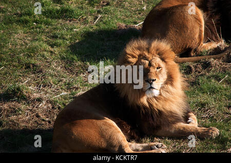 Männliche Löwe, in der Sonne zu sitzen Stockfoto